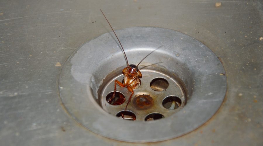 Torakoita Aurinkorannikolla